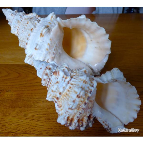 UNE BELLE PAIRE DE GROS ESCARGOTS EXOTIQUES POUR COLLECTION DE PIECES DIVERSES OU BELLE DECO MAISON