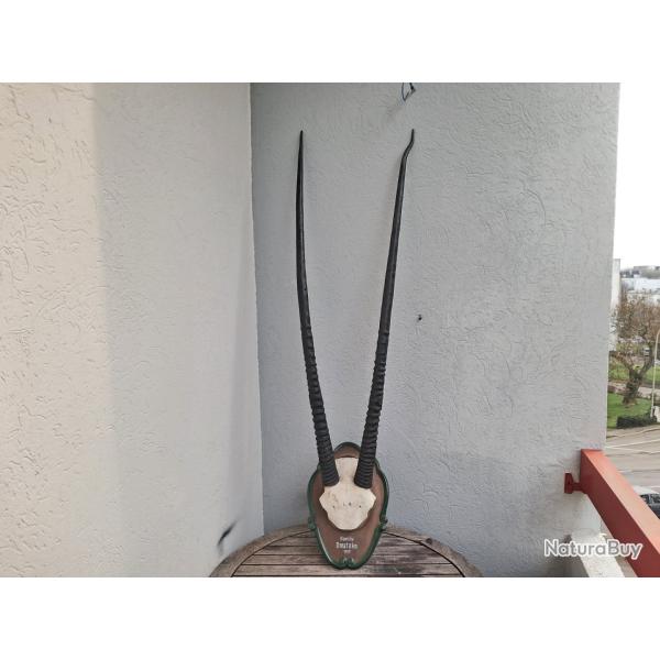Troph�e d' Oryx sur �cusson avec de tr�s grandes cornes #0602
