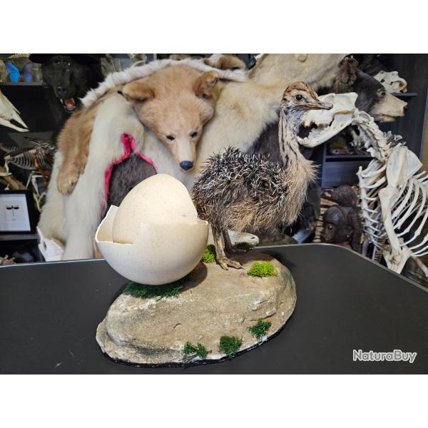 Taxidermie d'autruchon avec son oeuf