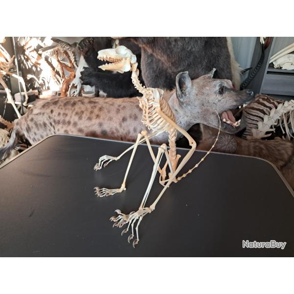 Squelette de Colugo de Malaisie ; Galeopterus variegatus