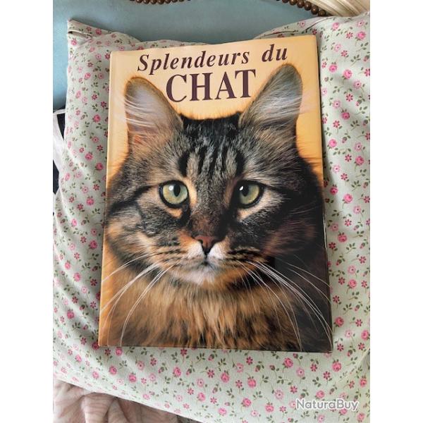 splendeurs du chat