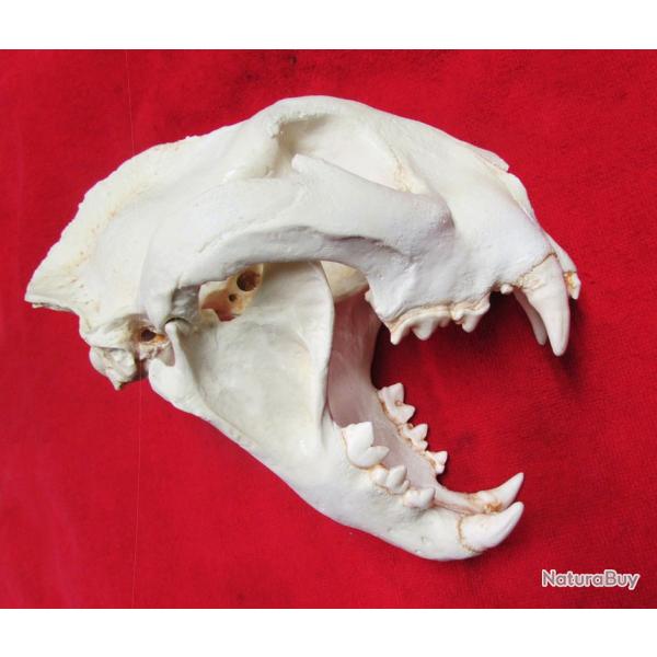 Taxidermie.Reconstitution norme crne de puma