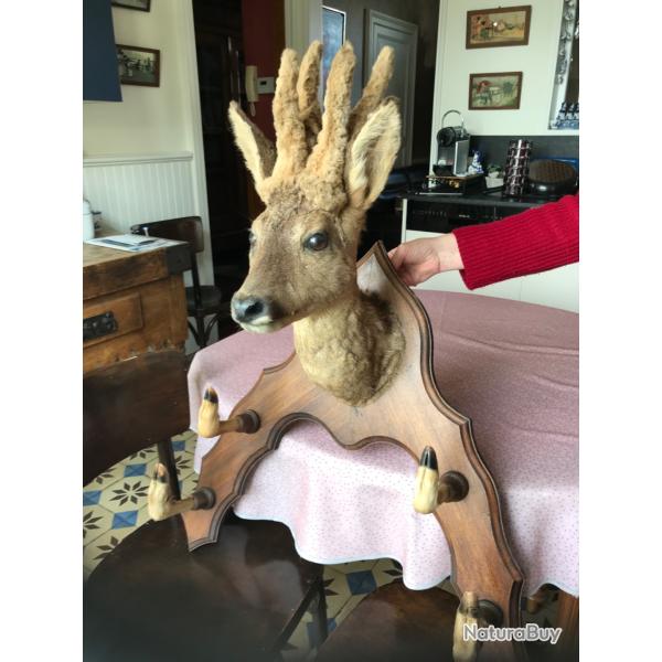Troph�e de chevreuil porte fusils