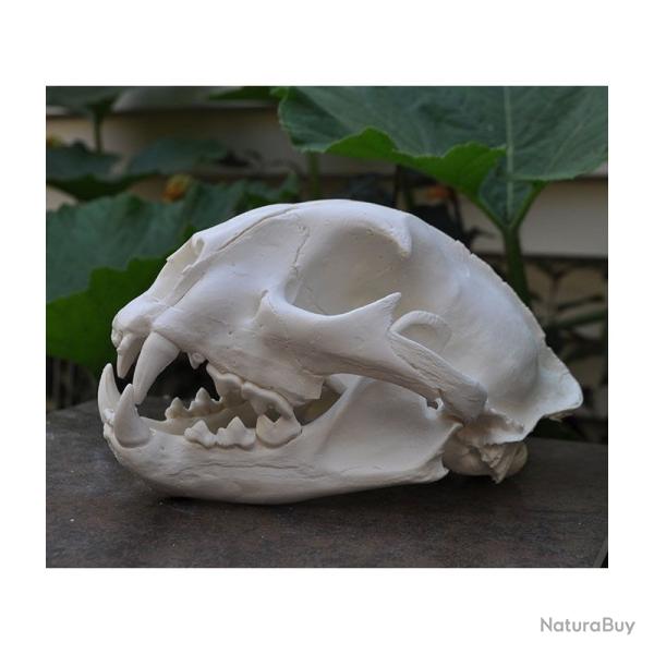 Taxidermie.Reconstitution  crne de puma