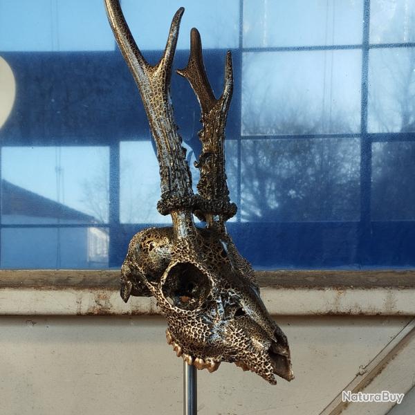 Petit cr�ne de chevreuil peint � la main or et noir