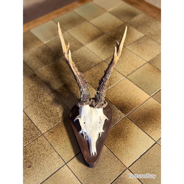 Troph�e de Brocard - Bois Mont�s