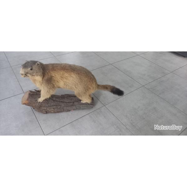 Marmotte sur socle bois