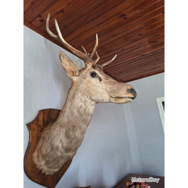 Vends t�te de cerf prix 100�
