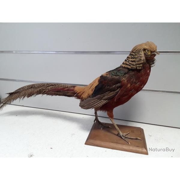 wahoo ! Faisan dore naturalis 72cm