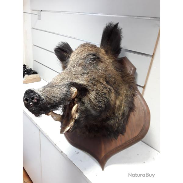 wahoo ! Tte de sanglier naturalise