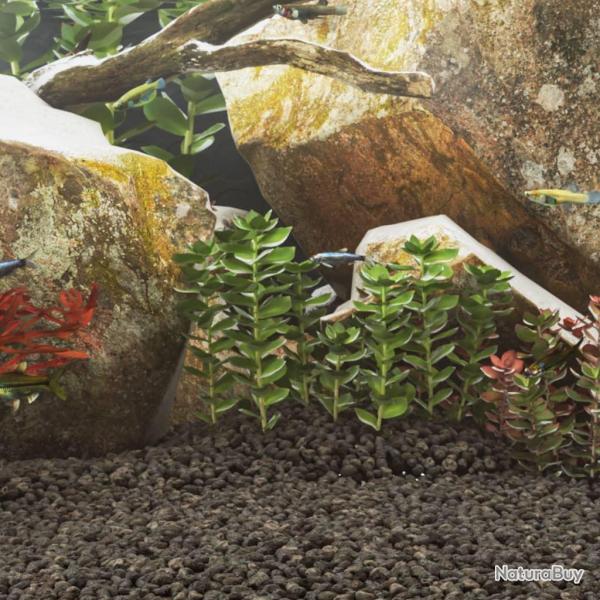 Roches volcaniques 10 kg noir 1-2 cm alsavelo