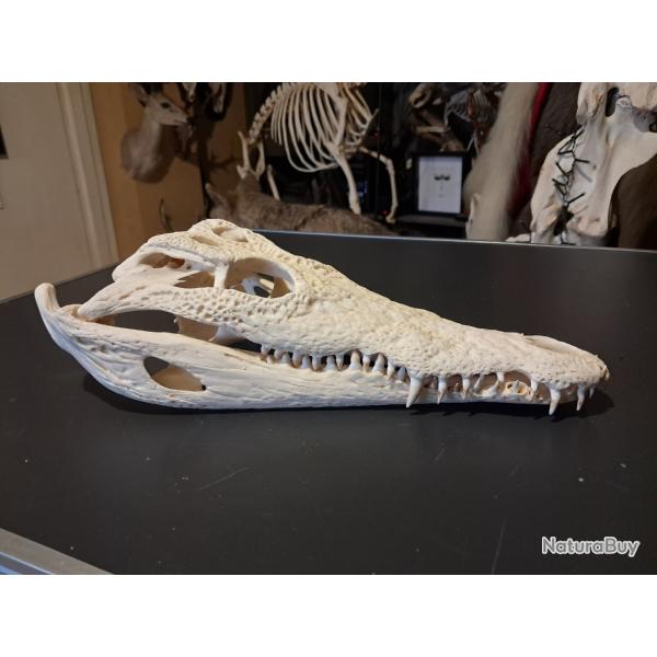 Vrai cr�ne de crocodile du Nil ; 33,5 cm ; Crocodylus niloticus #2112(2)
