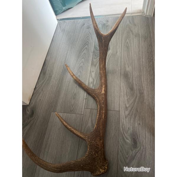 Bois de cerf � vendre