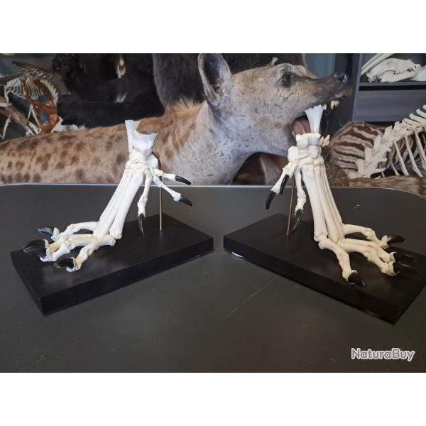 Lot de 2 pattes polydactyles sur socle