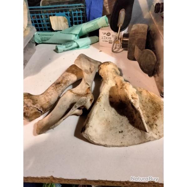 Taxidermie os sanglier i