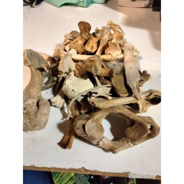 Taxidermie divers os