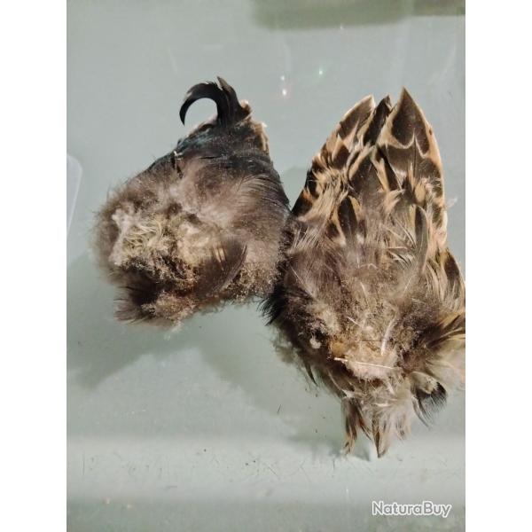 Taxidermie cul de canard