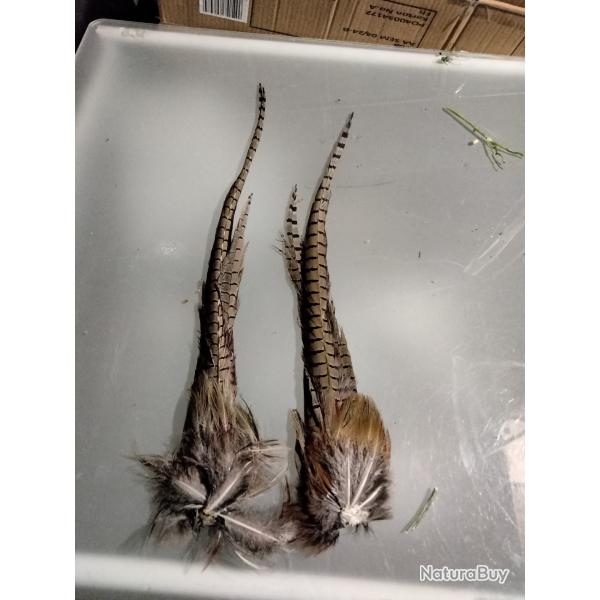 Taxidermie queue faisan