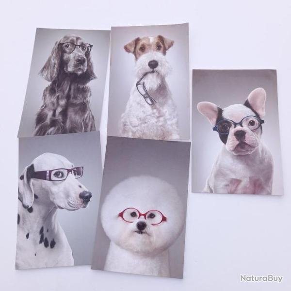 Lot de 5 cartes postales grand optical avec le th�me des chiens humoristiques