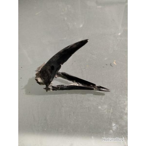 Taxidermie bec Corneille