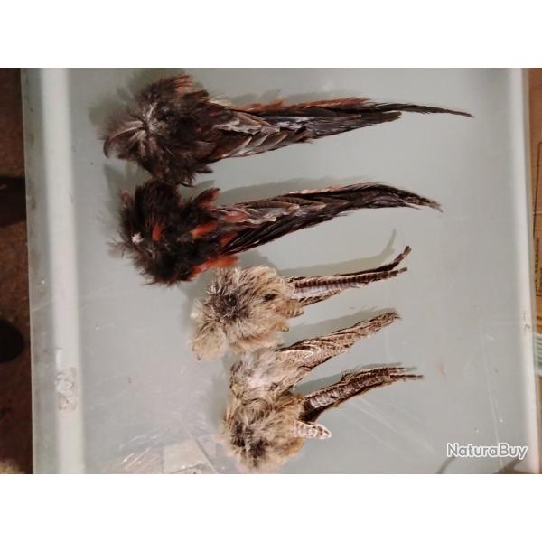 Taxidermie queues faisan