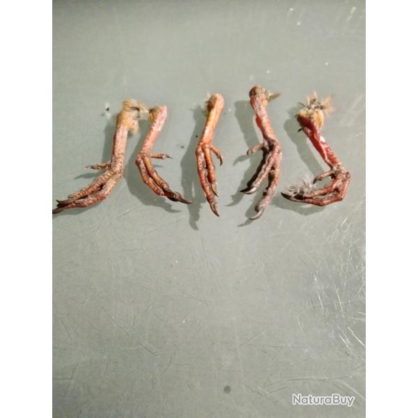 Taxidermie patte perdrix rouge