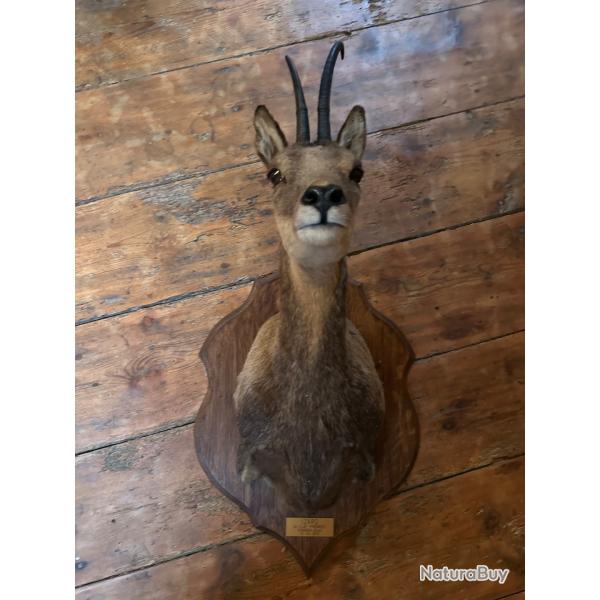 Trophe isard des Pyrnes .