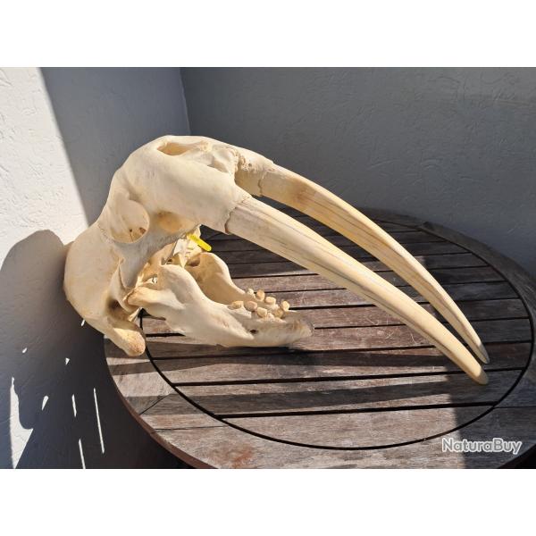 Crne de Morse ; Odobenus rosmarus