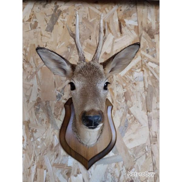 Troph�e de brocard