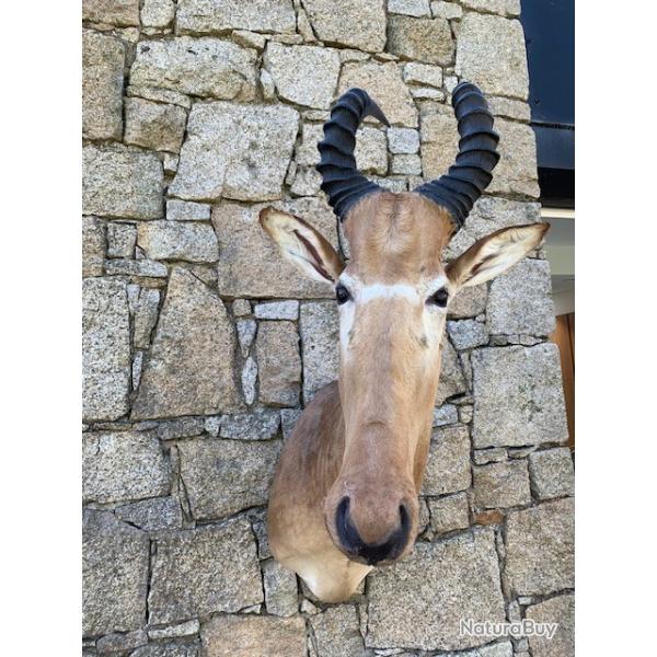 BUBALE DU BENIN TRES BON ETAT