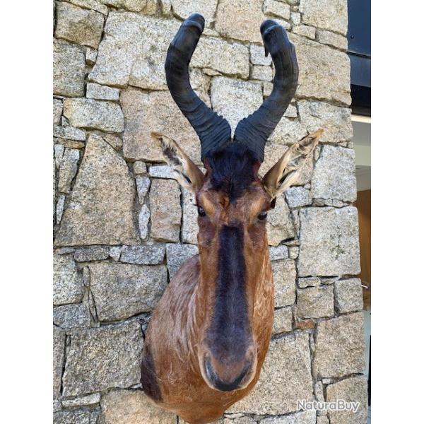 BUBALE D'AFRIQUE DU SUD TRES BON ETAT