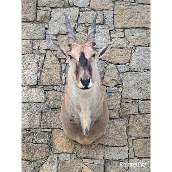 ELAND DU CAP TRES BON ETAT