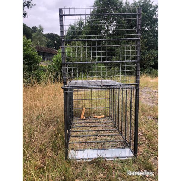 cage pige sangliers 1 entre maille  soude