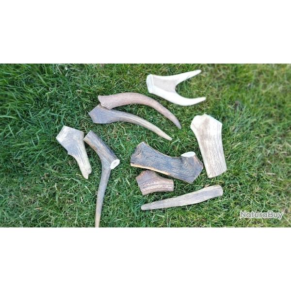 Chutes de bois de cerf pour chien  rogner.