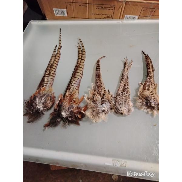 Queue de faisan mle et femelle