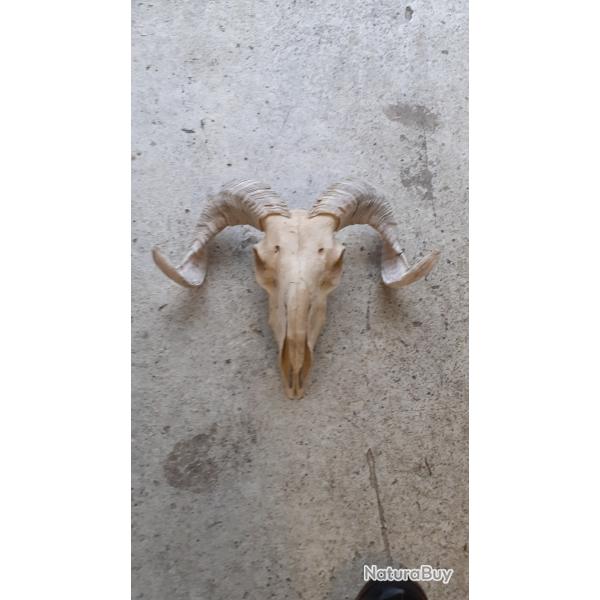 Cr�ne de b�lier v�ritable num�ro 7