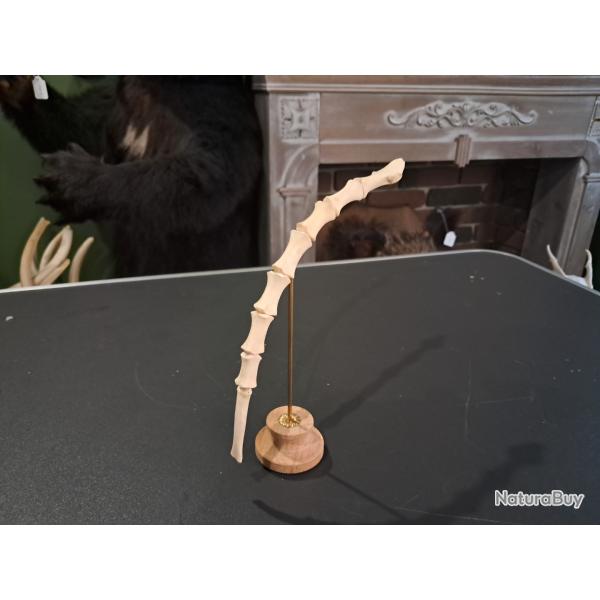Sternum sur socle #0708