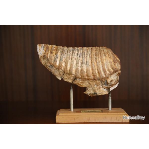 Dent fossilise de mammouth - Provenance Hollande, plistocne