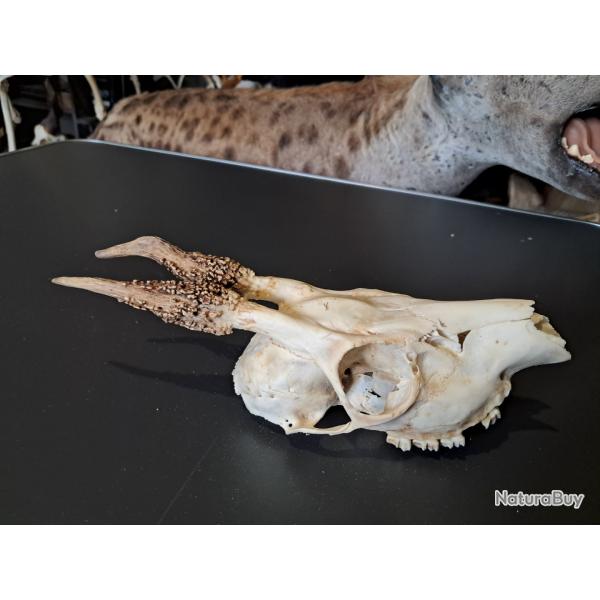 Cr�ne de chevreuil t�te bizarde #813