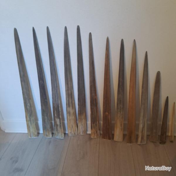 13 rostres d'espadons et marlin