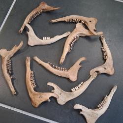 M&acirc;choire de chevreuil #0602