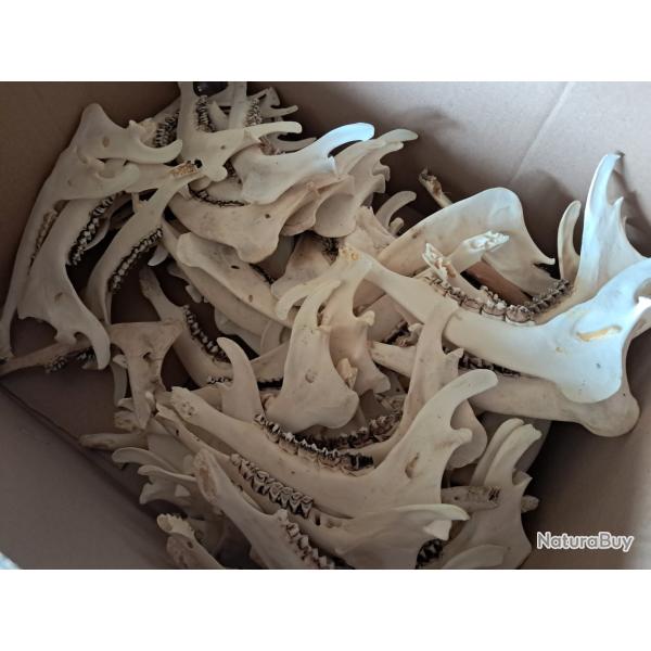 M�choire de chevreuil