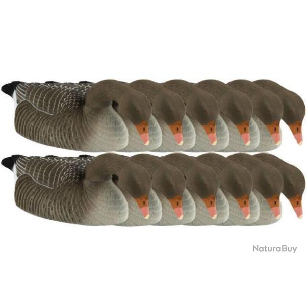 Coquille d'oie cendr�e floqu�e mangeuse x12