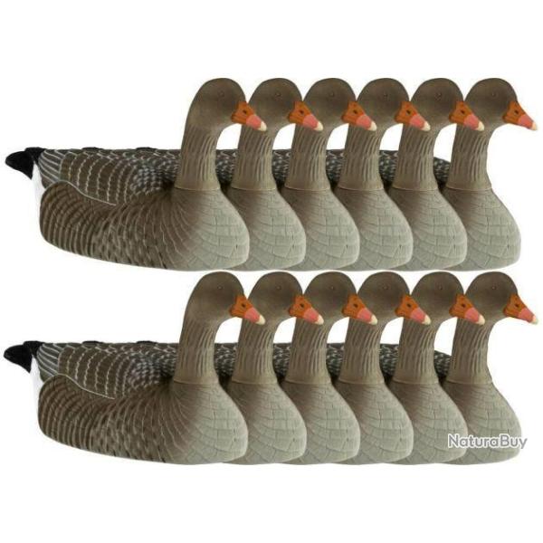 Coquille d'oie cendr�e floqu�e active x12