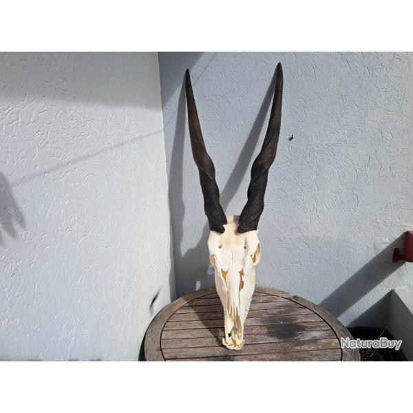 Cr�ne d'Eland du Cap m�le avec m�choire