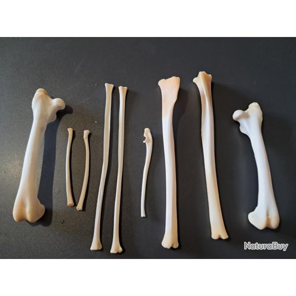 Lot d'os de pattes de wallaby de Bennett ; Macropus rufogriseus