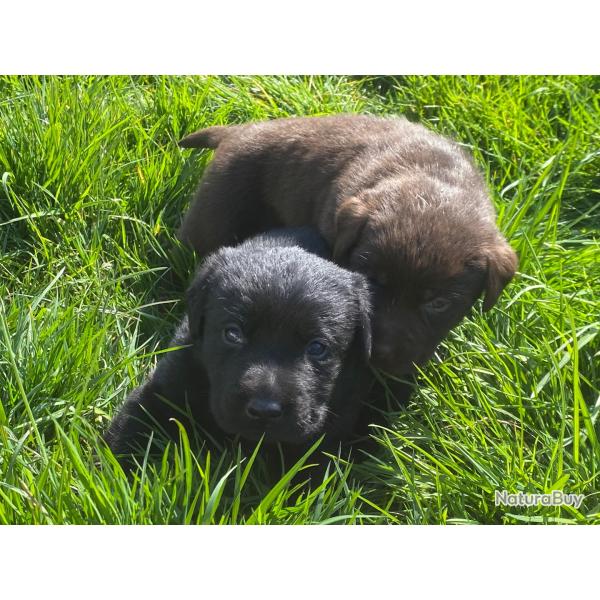 Chiot retriever du Labrador