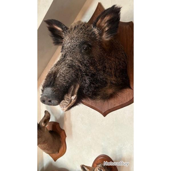 troph�e t�te de sanglier