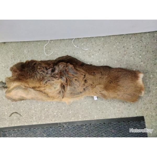 Peau  chevreuil s�ch�e