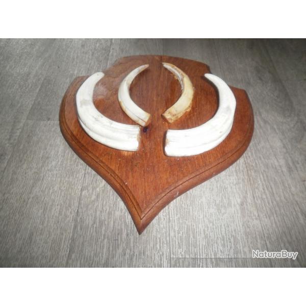 Dents de phacochere sur ecusson